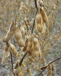 Revista PRODUCCION: Estiman una reducción en la cosecha de soja y maíz por la sequía
