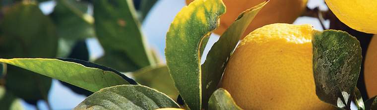 Revista PRODUCCION: Tras un gran año, el limón resiste al clima y a la suba de costos