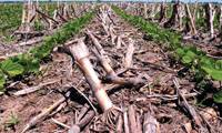 Revista PRODUCCION: Argentina sólo repone el 37% de los nutrientes del suelo