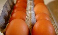 Revista PRODUCCION: Huevos con Omega 3: un nuevo alimento funcional y más saludable