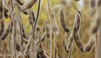 Revista PRODUCCION: Nueva estimación mensual nacional para trigo, maíz y soja de GEA 