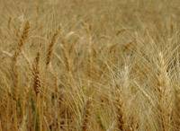 Revista PRODUCCION: Variedades de trigo para el NOA