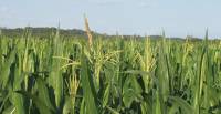 Revista PRODUCCION: Preocupa el maíz a pesar de la cosecha récord