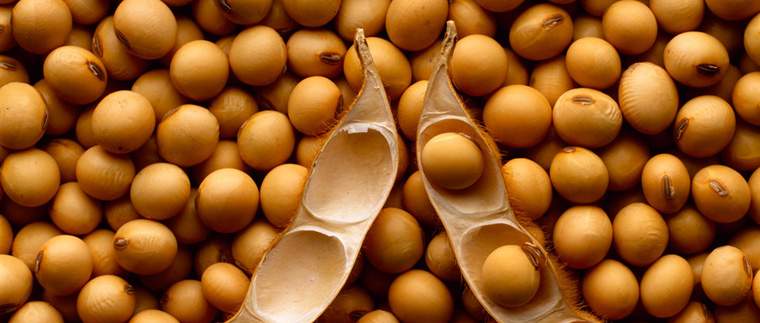 Revista PRODUCCION: USDA sorprendió con stocks de soja más bajos a los esperados
