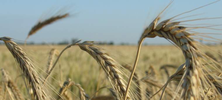 Revista PRODUCCION: El trigo vuelve a generar expectativas