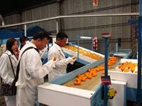 Revista PRODUCCION: Vietnam evaluó procesos de producción, empaque y certificación de cítricos argentinos