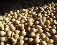 Revista PRODUCCION: Brasil podría perder su posición como el mayor exportador mundial de soja esta temporada