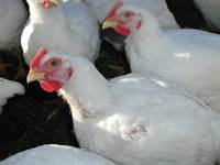 Revista PRODUCCION: Carne aviar: Rusia concentra un tercio de las exportaciones argentinas