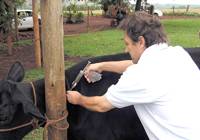 Revista PRODUCCION: Más de 42 millones de bovinos fueron vacunados contra la aftosa