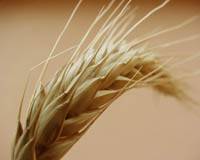 Revista PRODUCCION: una asociación ideal para un trigo con máximo potencial de rendimiento
