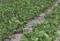 Revista PRODUCCION: a fuerza de rendimiento,  la soja resiste otro año  más en tucumán