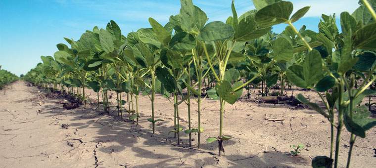 Revista PRODUCCION: a fuerza de rendimiento,  la soja resiste otro año  más en tucumán