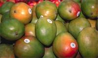 Revista PRODUCCION: mango: triplican la superficie cultivada en jujuy