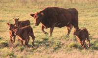 Revista PRODUCCION: criadores de vientres bovinos creen que el futuro será mejor