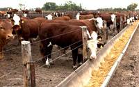 Revista PRODUCCION: millones de bovinos vacunados contra la fiebre aftosa en 2016