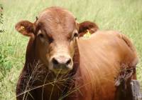 Revista PRODUCCION: desarrollan nueva línea de ganado criollo de gran valor comercial