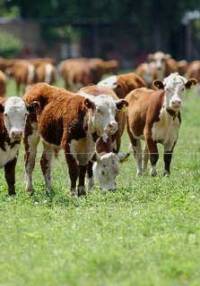 Revista PRODUCCION: un pastoreo más eficiente reduce hasta un 18 por ciento la huella de carbono