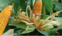 Revista PRODUCCION: Día de campo de granos virtual: cultivos de maíz y poroto.