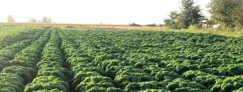 Revista PRODUCCION: Kale: un súper alimento que gana terreno entre los consumidores