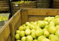 Revista PRODUCCION: Limones: La campaña citrícola avanza lentamente en Tucumán, buscando superar los desafíos que les plantean los altos costos y la incertidumbre comercial