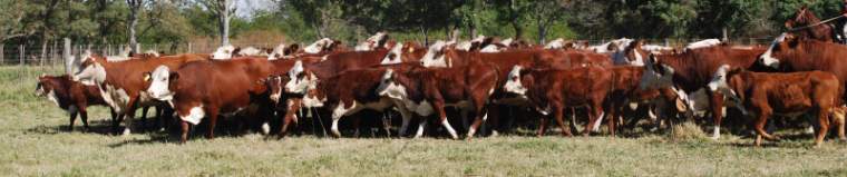 Revista PRODUCCION: Óxido nitroso:  cuanto aporta la ganadería en períodos invernales