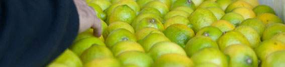 Revista PRODUCCION: certificación al primer cargamento de limones que se exportaa la Unión Europea en 2021