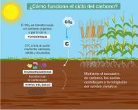 Revista PRODUCCION: Carbono: el elemento que determina la sustentabilidad del agro