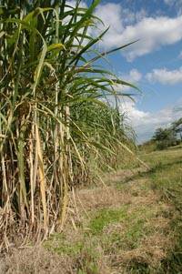 Revista PRODUCCION: reglamentan la producción de etanol