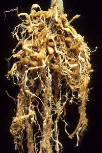 Revista PRODUCCION: estudian la reacción de cultivares de soja al nematodo de la agalla