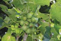 Revista PRODUCCION: Cultivo de jatropha curcas