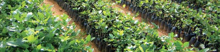 Revista PRODUCCION: Cultivo de jatropha curcas