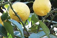 Revista PRODUCCION: Acaro de la yema: La importancia de su monitoreo en los citrus