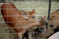 Revista PRODUCCION: Porcicultores en Simoca