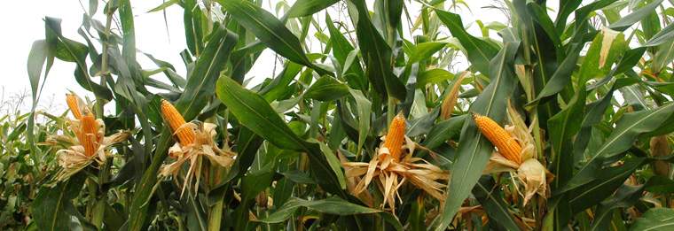Revista PRODUCCION: El maíz gana terreno en el NOA por conciencia y buen precio