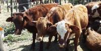 Revista PRODUCCION: Norte argentino: último refugio de la ganadería