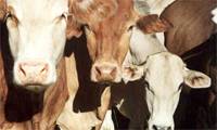 Revista PRODUCCION: Nueva vacuna contra el virus del herpes bovino