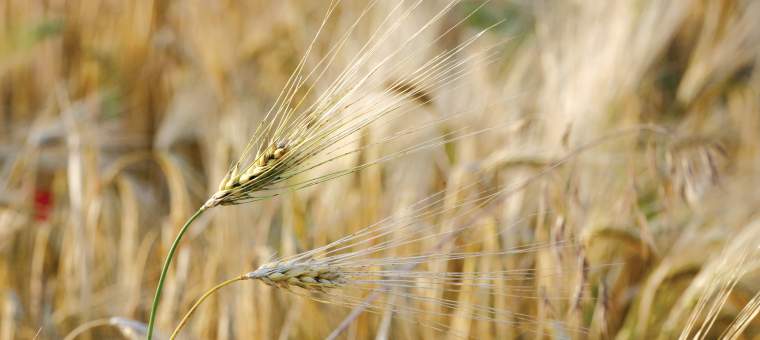 Revista PRODUCCION: Complejo escenario en el precio del trigo