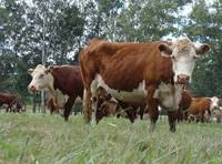 Revista PRODUCCION: Programa de capacitación virtual del IPCVA en reproducción del bovino