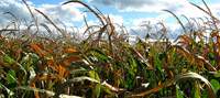 Revista PRODUCCION: Bajas en las estimaciones del USDA para la cosecha argentina de maíz y soja