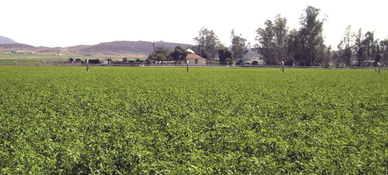 Revista PRODUCCION: Nuevo cultivar de alfalfa ProINTA Mora