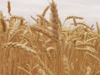 Revista PRODUCCION: No aumentan superficies de siembra de trigo