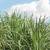 Revista PRODUCCION: Zafra azucarera: Tucumán aportaría 1.1 millón de toneladas