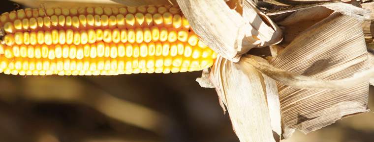 Revista PRODUCCION: El maíz argentino tiene un potencial inmejorable 