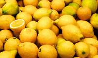 Revista PRODUCCION: Limones mejorados para exportación