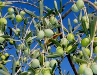 Revista PRODUCCION: Alerta roja para la olivicultura