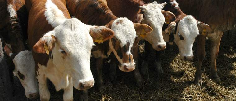 Revista PRODUCCION: La ganadería bovina vuelve a ser protagonista