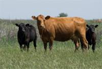 Revista PRODUCCION: Controlar lo que comen las vacas evita pérdidas