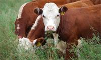 Revista PRODUCCION: Con ganadería intensiva, reponer nutrientes cuesta menos
