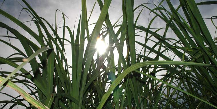 Revista PRODUCCION: La naturaleza puso el orden que necesitaba el sector azucarero