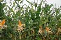 Revista PRODUCCION: China acumularía un volumen sin precedentes de maíz